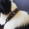 Collier chien en cuir sur mesure
