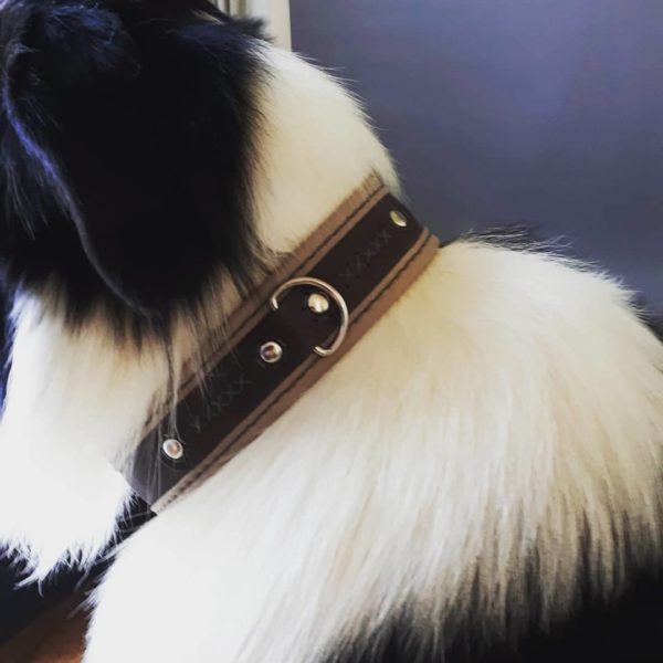 Collier chien en cuir sur mesure